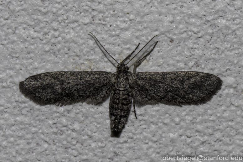 Desert Biogeography of Joshua Tree National Park